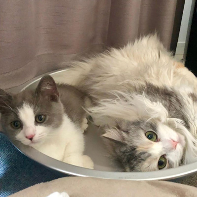 猫鍋ルナちゃんさちまるくん