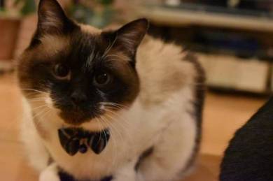 猫 ごまちゃん