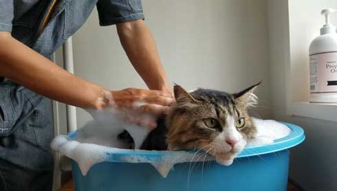 ボス 猫 お風呂 ボス吉 シャンプー おとなしい 大きい 保護猫 元野良 Pastel Cat World