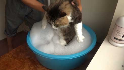 ボス 猫 お風呂 ボス吉 シャンプー おとなしい 大きい 保護猫 元野良 Pastel Cat World