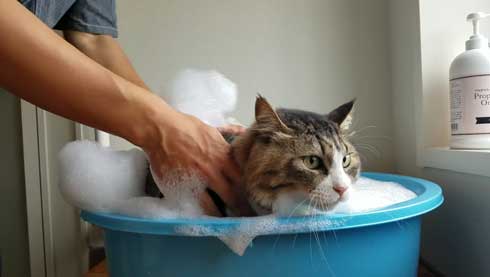 ボス 猫 お風呂 ボス吉 シャンプー おとなしい 大きい 保護猫 元野良 Pastel Cat World
