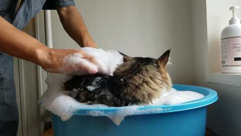 ボス 猫 お風呂 ボス吉 シャンプー おとなしい 大きい 保護猫 元野良 Pastel Cat World