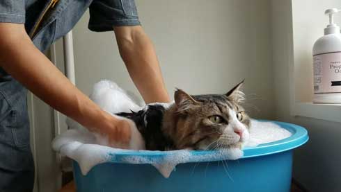 ボス 猫 お風呂 ボス吉 シャンプー おとなしい 大きい 保護猫 元野良 Pastel Cat World