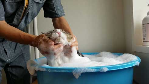 ボス 猫 お風呂 ボス吉 シャンプー おとなしい 大きい 保護猫 元野良 Pastel Cat World