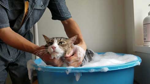 ボス 猫 お風呂 ボス吉 シャンプー おとなしい 大きい 保護猫 元野良 Pastel Cat World