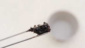 全て 人間の毛 人毛 犬 羊毛フェルト バレッタ 手作り マネキン 髪 圧倒的不審者の極み YouTube