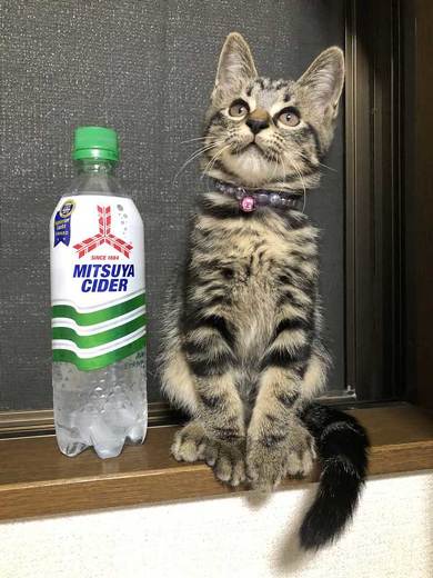 サイダー 振り返る 猫 成長 ペットボトル 比較 子猫 大きさ 1歳