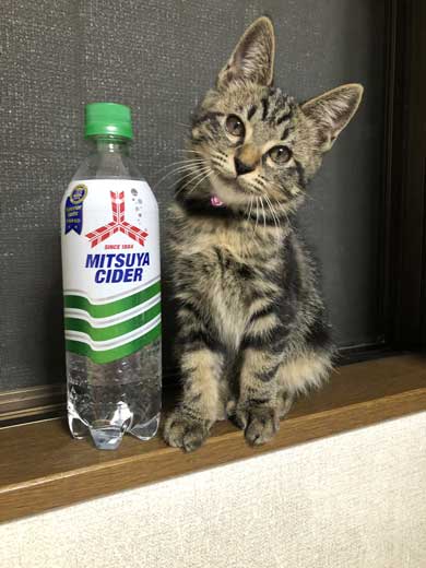 サイダー 振り返る 猫 成長 ペットボトル 比較 子猫 大きさ 1歳