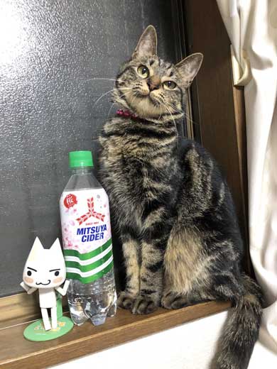 サイダー 振り返る 猫 成長 ペットボトル 比較 子猫 大きさ 1歳