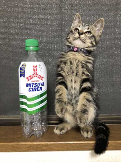 サイダー 振り返る 猫 成長 ペットボトル 比較 子猫 大きさ 1歳