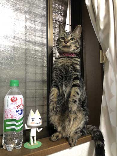 サイダー 振り返る 猫 成長 ペットボトル 比較 子猫 大きさ 1歳