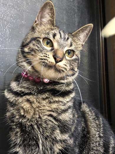 サイダー 振り返る 猫 成長 ペットボトル 比較 子猫 大きさ 1歳