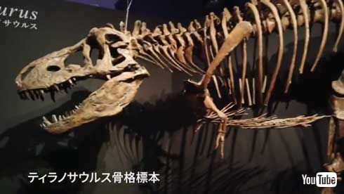 カムイサウルス・ジャポニクス むかわ竜 新属新種 恐竜 命名 ハドロサウルス科 北海道
