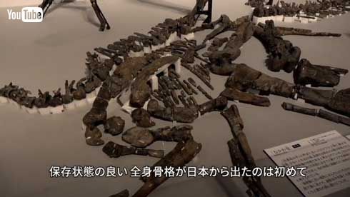 カムイサウルス・ジャポニクス むかわ竜 新属新種 恐竜 命名 ハドロサウルス科 北海道