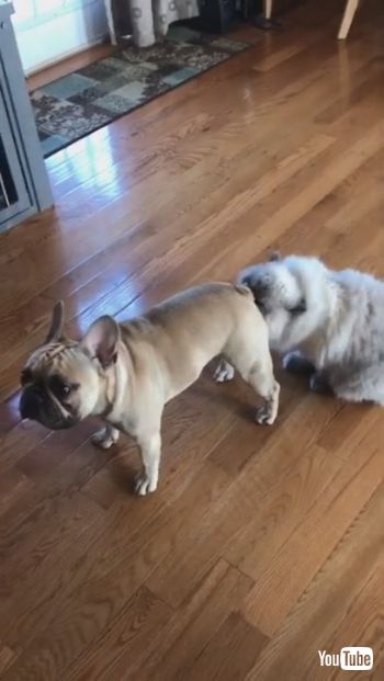 お尻に顔を突っ込むネコちゃん