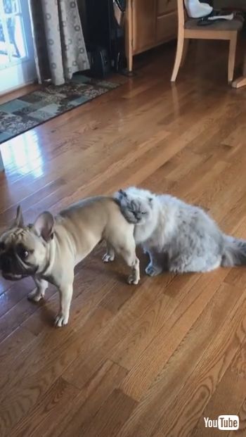 お尻に顔を突っ込むネコちゃん