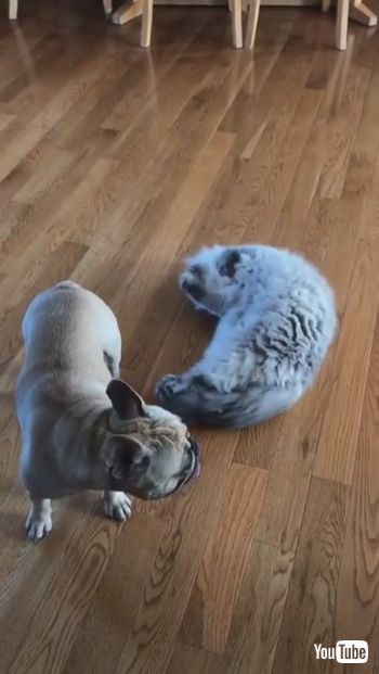 お尻に顔を突っ込むネコちゃん