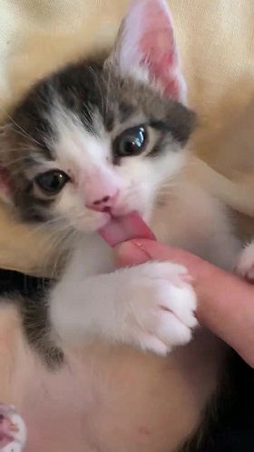 猫 無敵ちゃん 無敵観測記録