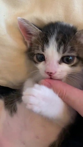 猫 無敵ちゃん 無敵観測記録