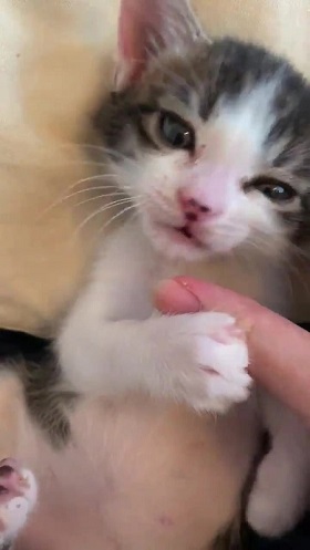 猫 無敵ちゃん 無敵観測記録