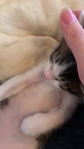 猫 無敵ちゃん 無敵観測記録