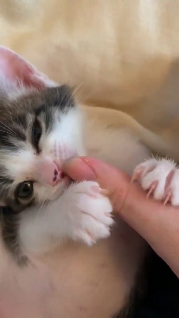猫 無敵ちゃん 無敵観測記録