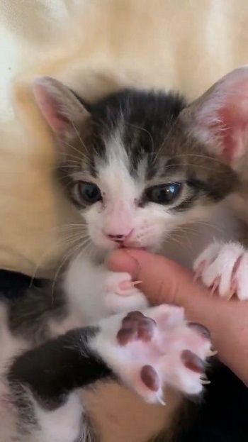 猫 無敵ちゃん 無敵観測記録