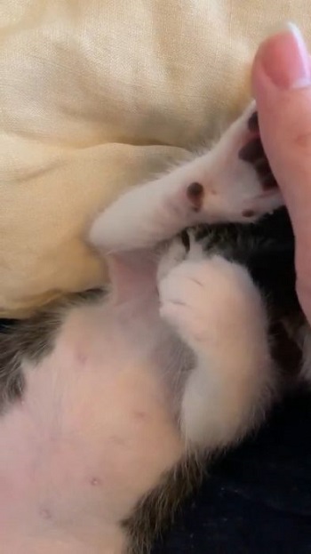 猫 無敵ちゃん 無敵観測記録