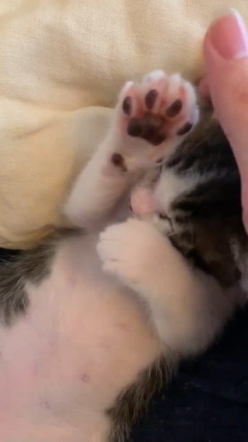 猫 無敵ちゃん 無敵観測記録