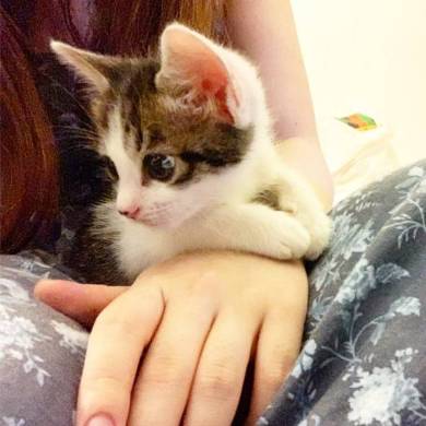 猫 無敵ちゃん 無敵観測記録
