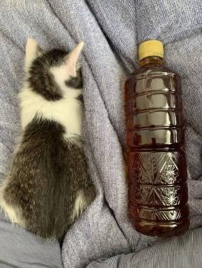 猫 無敵ちゃん 無敵観測記録