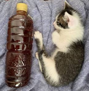 猫 無敵ちゃん 無敵観測記録