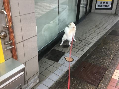 犬