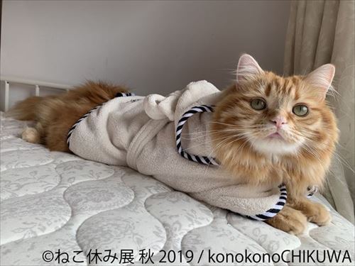 「ねこ休み展」名古屋