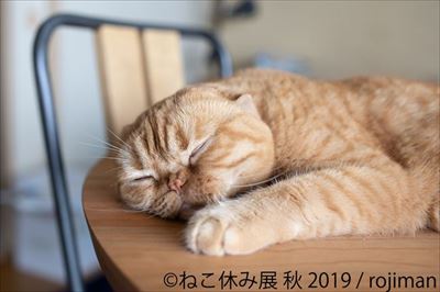 「ねこ休み展」名古屋