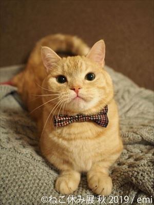 「ねこ休み展」名古屋