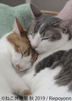 「ねこ休み展」名古屋