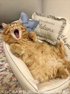 「ねこ休み展」名古屋