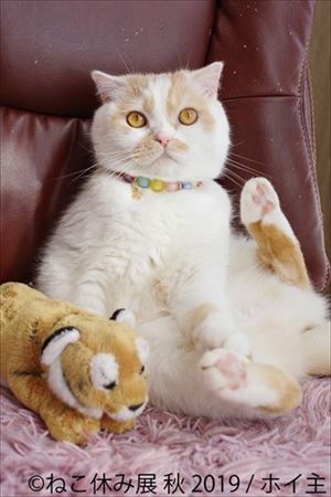 「ねこ休み展」名古屋