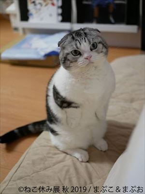 「ねこ休み展」名古屋