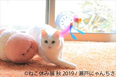 「ねこ休み展」名古屋