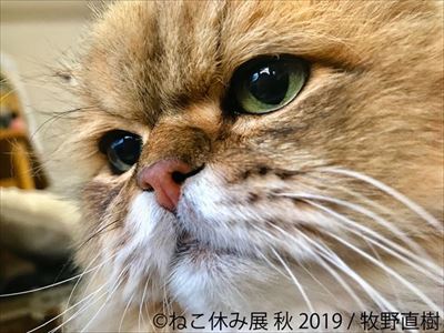 「ねこ休み展」名古屋
