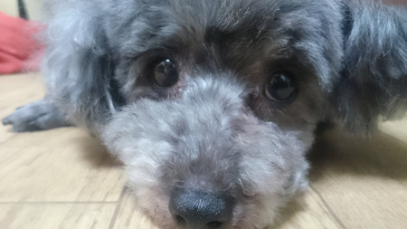 むぜあさん宅のワンコ