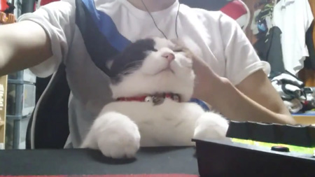 なでられる猫ちゃん