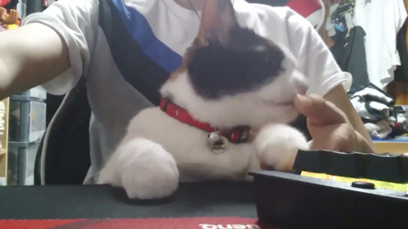 飼い主さんの手をなめる猫ちゃん