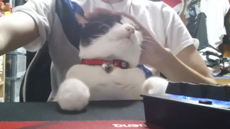 なでられる猫ちゃん2枚目