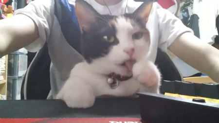 自分の前脚をなめる猫ちゃん