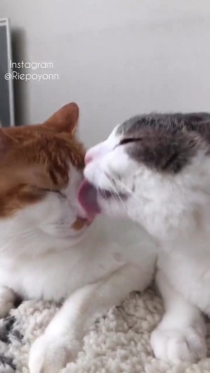 双子猫の毛づくろい