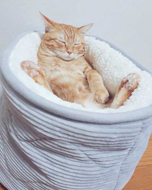ニトリ ベッド お風呂でそのまま寝ちゃった子 猫 あお向け ピッタリ かわいい 天使