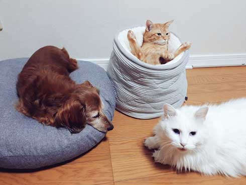 ニトリ ベッド お風呂でそのまま寝ちゃった子 猫 あお向け ピッタリ かわいい 天使